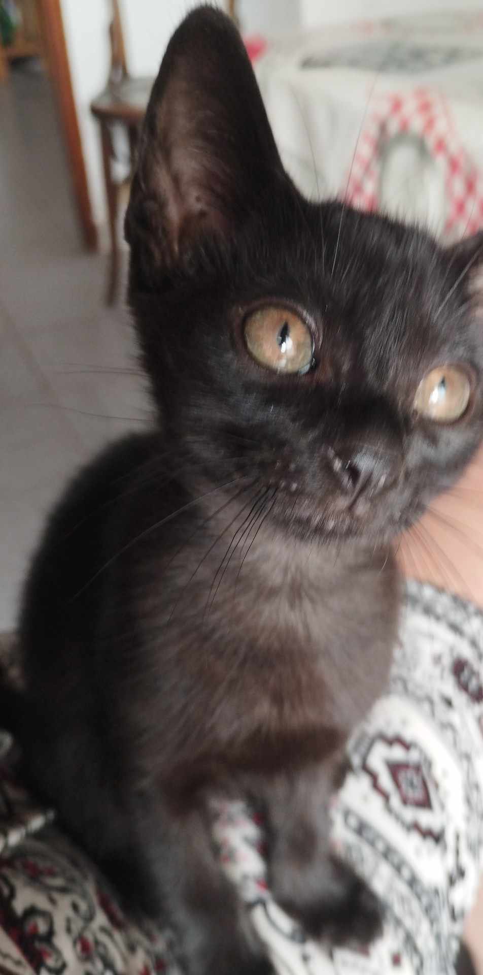 Retrato de Michi