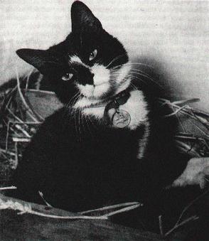 Retrato de Simon